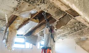 Why You Should Choose Our Mold Remediation Services in Frankfort, IL